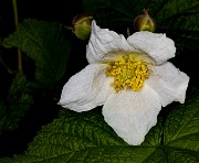 Rubus parviflorus 16-0835